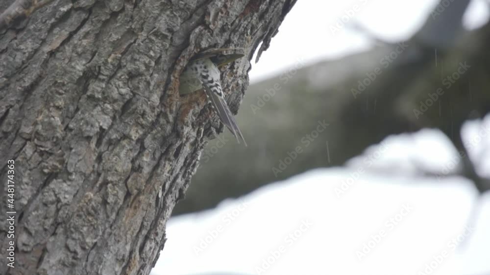 Slow Motion Shot Of A Northern Flicker Entering A Nest In A Snow Storm Slow Motion Shot Of A Northern Flicker Entering A Nest In A Snow Storm