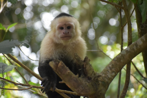 White-Faced Capuchin in Costa Rica