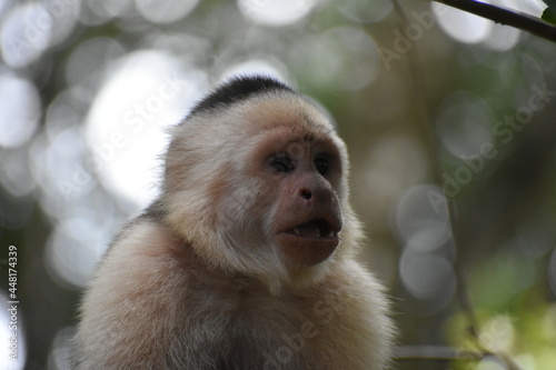 White-Faced Capuchin in Costa Rica