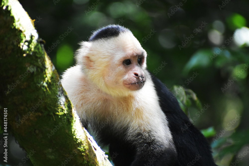 Fototapeta premium White-Faced Capuchin in Costa Rica