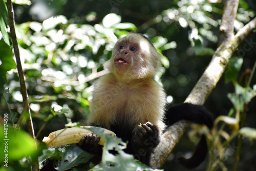 White-Faced Capuchin in Costa Rica