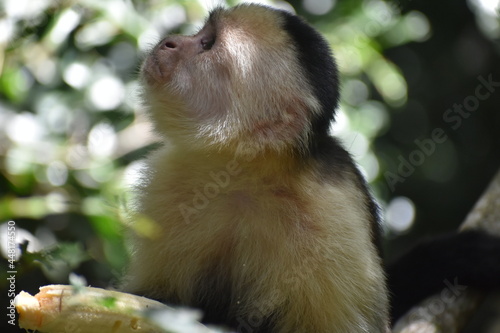 White-Faced Capuchin in Costa Rica