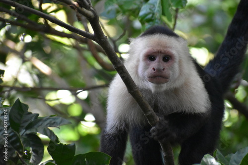 White-Faced Capuchin in Costa Rica