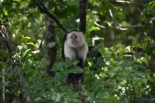 White-Faced Capuchin in Costa Rica