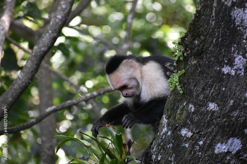 White-Faced Capuchin in Costa Rica