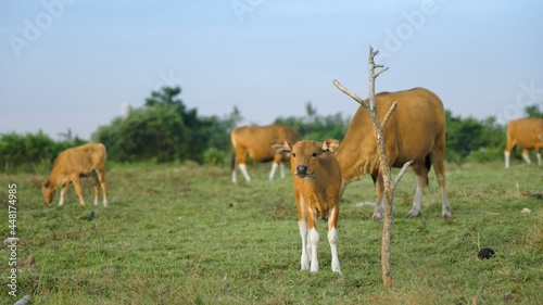 A cute golden brown calf looking around and staring at the camera. A busy cattle of cows at enclosure at golden hour. Peaceful view on a rural pasture at sunset time. Healthy and happy cows eating.