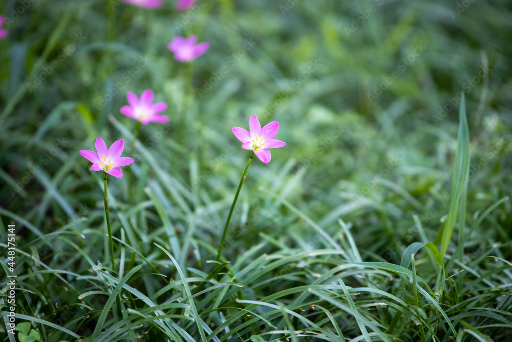 Lovely little pink wild flowers Lovely little pink wild flowers