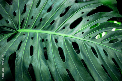 Green turtleback leaves