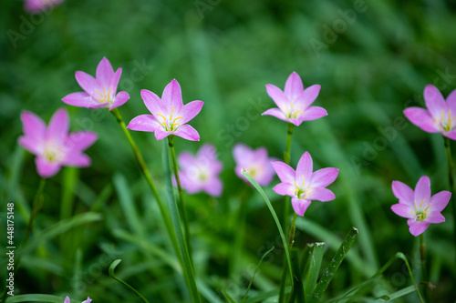 Lovely little pink wild flowers