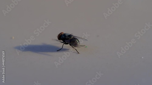 Grey house fly.  Insect fly macro on floor.