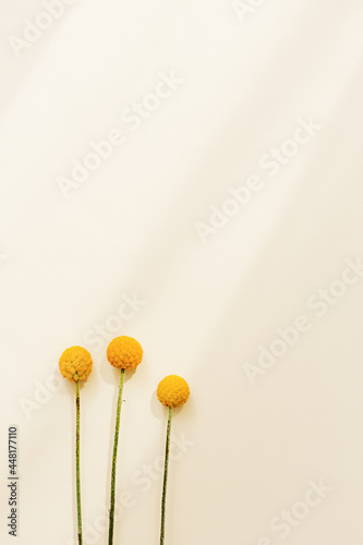 Minimal natural background with yellow Craspedia flowers on beige colored. Bright blossom sunlight and shadows