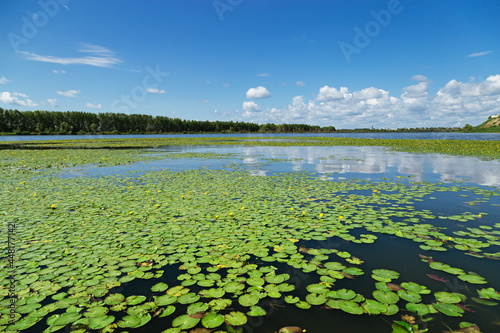 Natural summer landscape with lake, green grass and blue sky. Water lilies on surface of water in Omsk region, Russia. photo