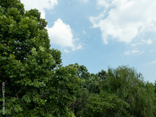 trees and clear blue sky with white clouds