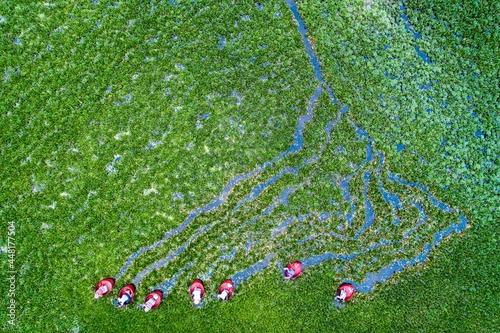 Villagers harvest water chestnuts in the water chestnuts pond in Zhahe Town, Hongze District, Huai 'an City, Jiangsu Province, China, July 24, 2021. As the water chestnuts mature, farmers are entering photo