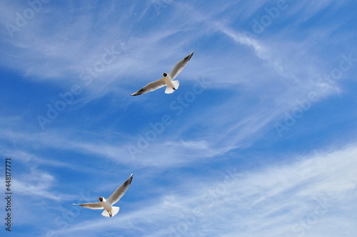 Sea gull on blue sky background.