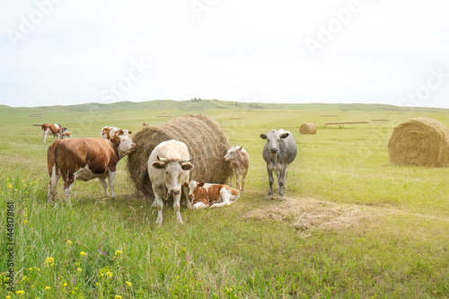 Beef cows and calfs grazing on field with hay. © lelechka