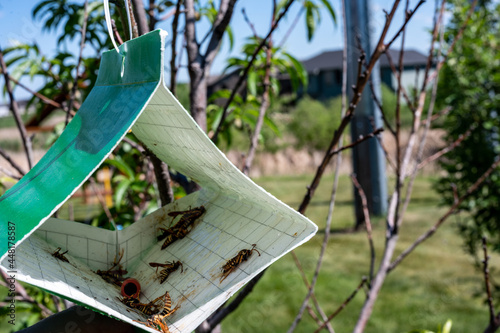 Fruit tree moth sticky trap with pheromone lure to monitor insect adult infestations photo