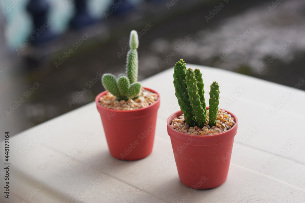 Soft focus cactus many sharp thorns in a red pot.