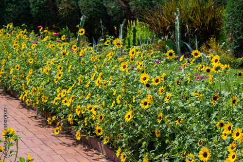 Close-up view of a border of bright yellow coneflowers (echinacea paradoxa) in a sunny ornamental garden