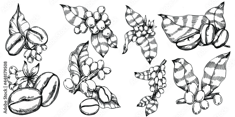 Coffee tree and beans in graphic style hand draw on white background. Isolated object with engraved style illustration. The best for design logo, menu, label, icon, stamp. Coffee tree and beans in graphic style hand draw on white background. Isolated object with engraved style illustration. The best for design logo, menu, label, icon, stamp.