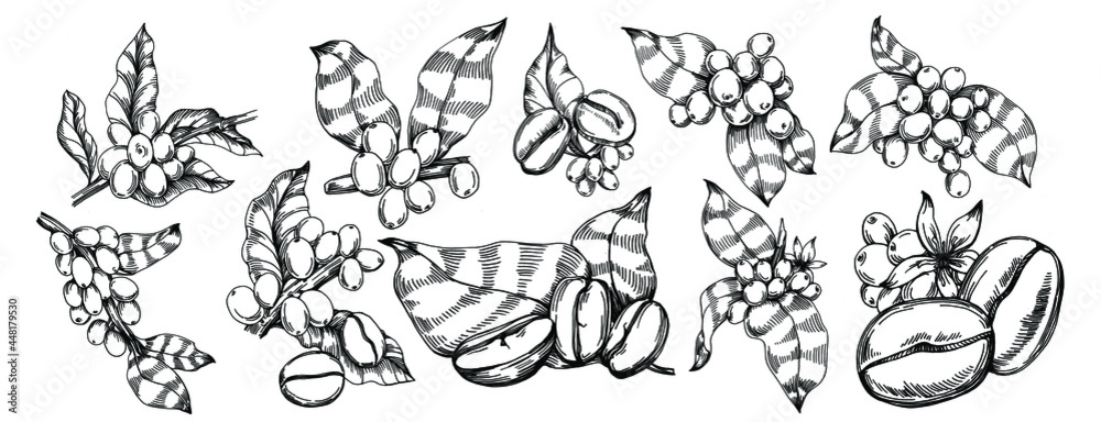 Coffee tree and beans in graphic style hand draw on white background. Isolated object with engraved style illustration. The best for design logo, menu, label, icon, stamp. Coffee tree and beans in graphic style hand draw on white background. Isolated object with engraved style illustration. The best for design logo, menu, label, icon, stamp.