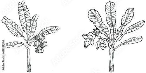 Vector Exotic tropical hawaiian summer. Palm beach tree jungle botanical leaves. Black and white banana leaves engraved ink art. Leaf plant botanical garden floral foliage. Isolated leaf illustration.