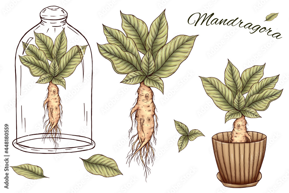 Page 2, Mandrake Vectors & Illustrations for Free Download