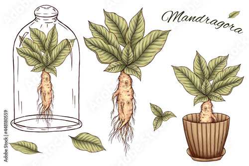 Cute mandragora art, green leaves, root, mandrake in glass, mandrake in pot, magical design element, wicca and witchcraft supplies illustration