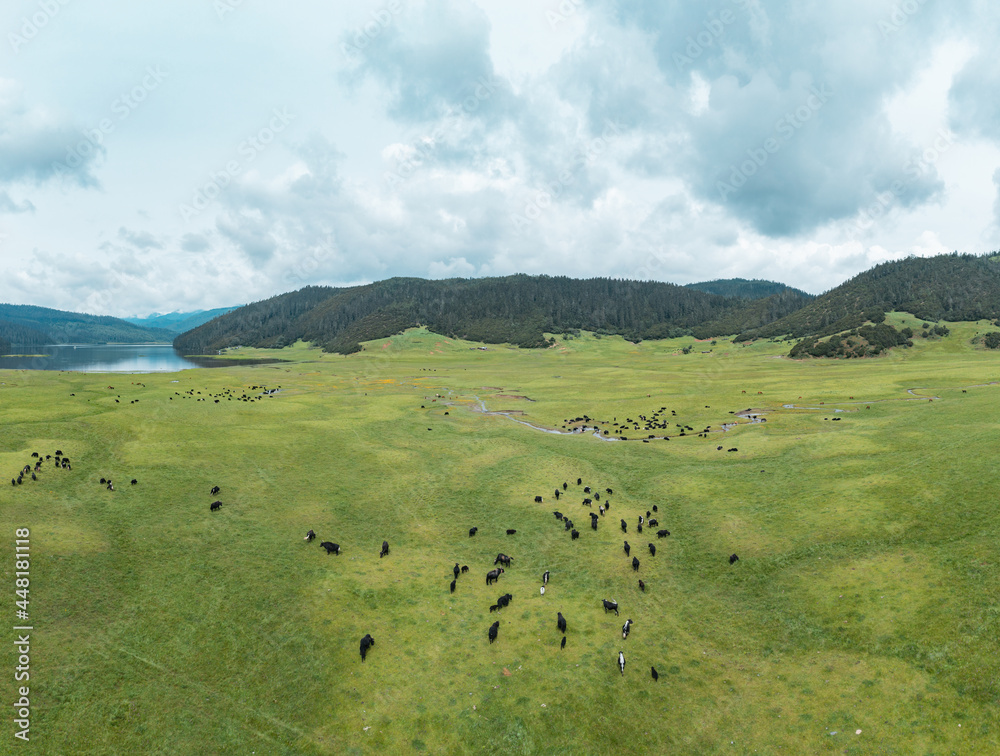 cows on the meadow cows on the meadow