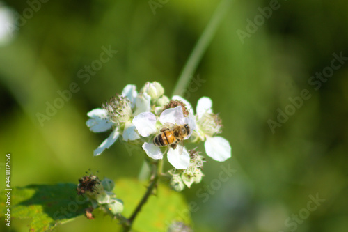 Himalayan blackberry in bloom with a bee closeup view