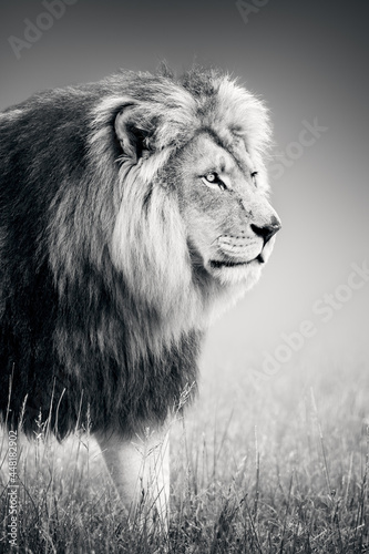 Male lion portrait close-up while walking and highly focused in black and white. Panthera leo. 