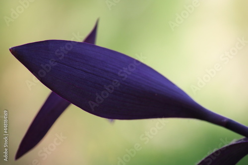 Purple tradescantia spiderwort shallow depth of field