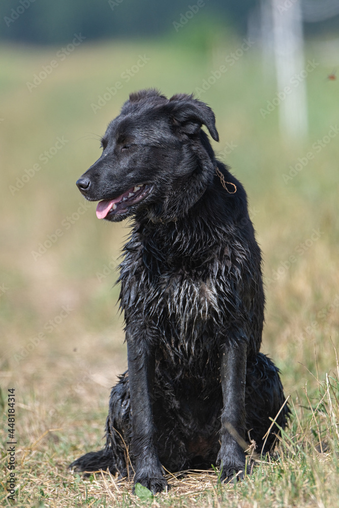 Black big wet dog close-up on a summer field.