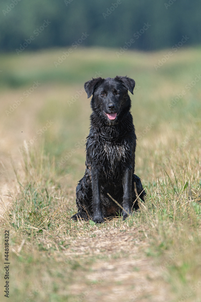 Black big wet dog close-up on a summer field.