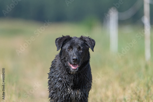 Black big wet dog close-up on a summer field.