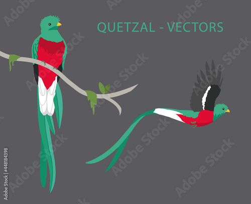 Quetzal vectors. Quetzal on a branch and a quetzal flying. Tropical birds found on Oaxaca, Chiapas, Guatemala, Honduras, El Salvador, Nicaragua, Costa Rica, Panamá and some parts of South America -EPS photo