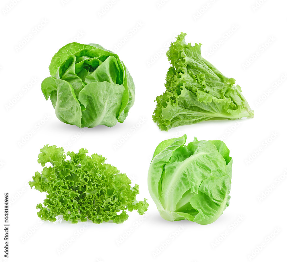 lettuce isolated on white background. lettuce isolated on white background.