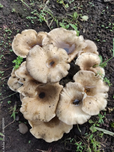 white mushroom growing on the ground