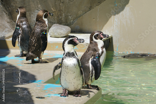 Humboldt penguins, Niigata City, Niigata Pref., Japan photo