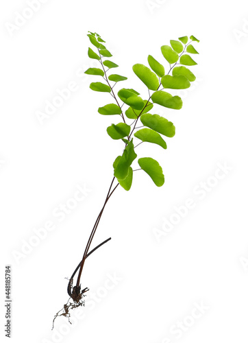 maidenhair fern isolated on white