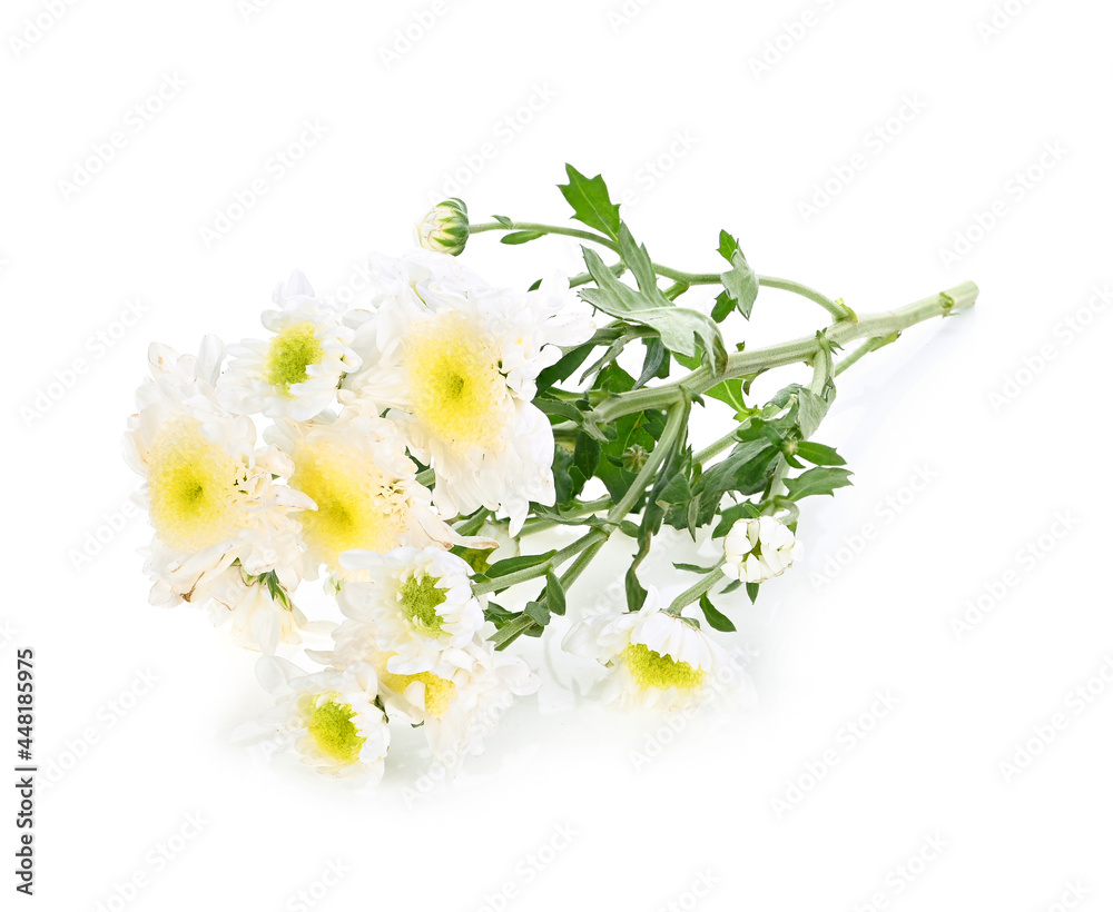 White chrysanthemum flower on white background