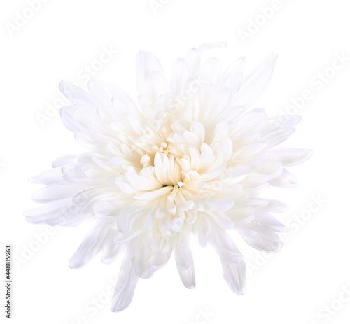 White chrysanthemum flower on white background