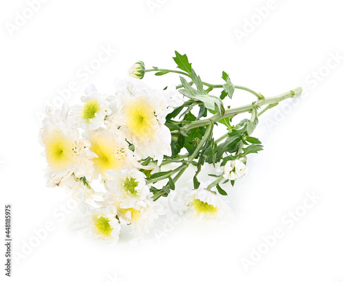 White chrysanthemum flower on white background