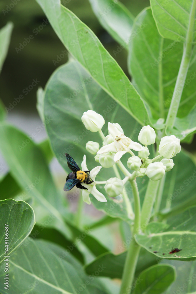 The carpenter bee sucking honey from crown flowers. The carpenter bee sucking honey from crown flowers.