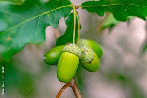 Green acorns on an oak tree. Very soft focus. Close-up