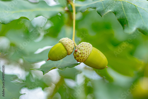 A green acorn lies on an oak branch surrounded by leaves. Soft focus. Close-up