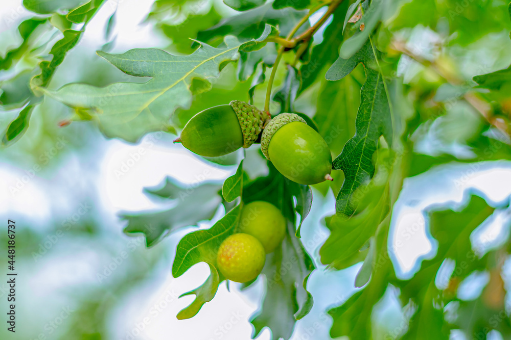 Green acorns on an oak tree. Very soft focus. Close-up