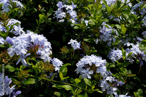 いちめんの花 ルリマツリ プルンバコ