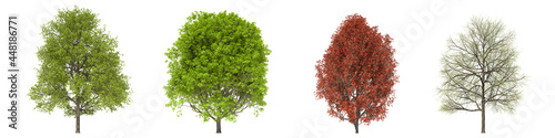 Green trees isolated on white background. Red maple tree matures in all seasons. Acer rubrum tree isolated with clipping path 3D illustration