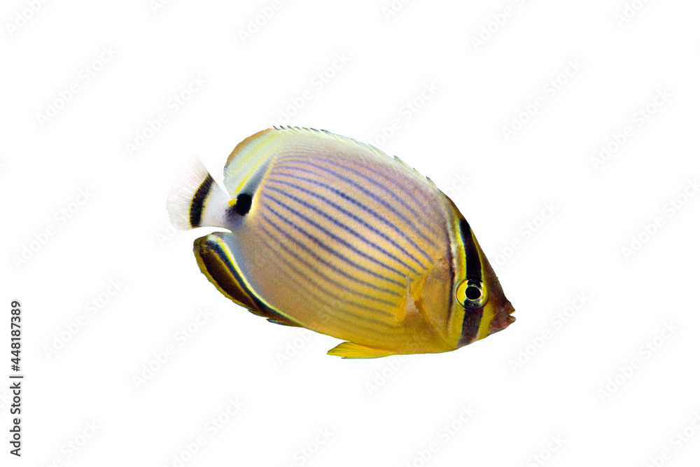 ミスジチョウチョウウオ 白バック Foto De Stock Adobe Stock